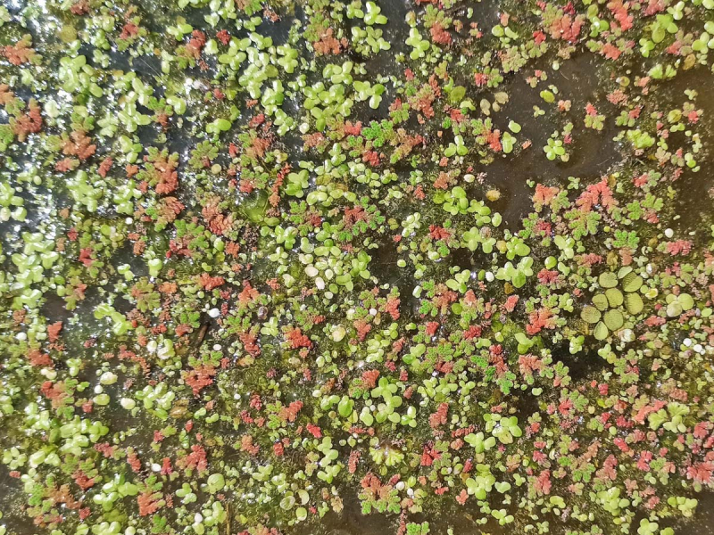 Wasserlinsen Mix - kleine Portion - ca. 1600 Einzelpflanzen